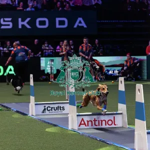 Flyball Final Flyball Final