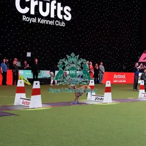 Flyball Final Flyball Final