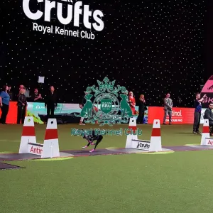 Flyball Final Flyball Final