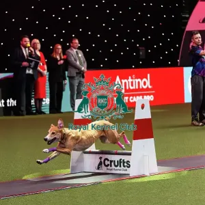 Flyball Final Flyball Final