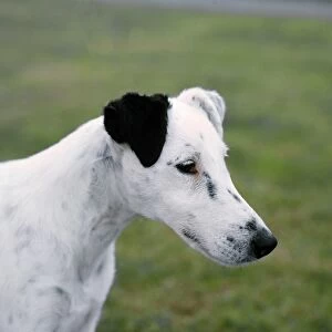 Fox Terrier-Smooth