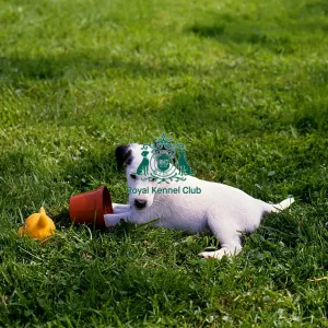 Fox Terrier (Smooth) puppy