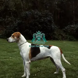 Foxhound Foxhound
