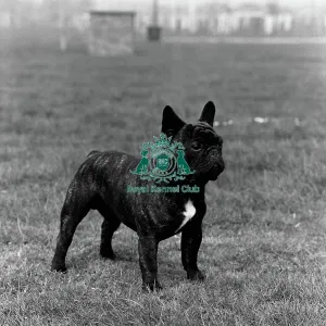 French Bulldog French Bulldog