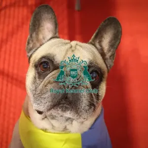 French Bulldog