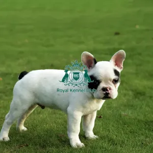 French Bulldog Puppy French Bulldog Puppy