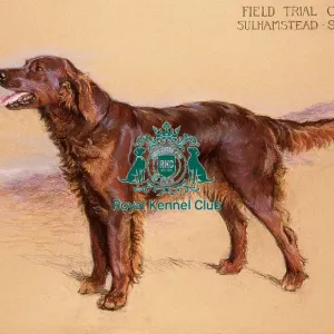 FT Ch Sulhamstead Sheilin D Or