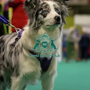 GCDS Bronze Challenge team waiting to perform their Warm Up at the Kennel Club Good Citizen Dog Scheme