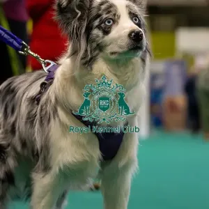 GCDS Bronze Challenge team waiting to perform their Warm Up at the Kennel Club Good Citizen Dog Scheme