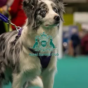 GCDS Bronze Challenge team waiting to perform their Warm Up at the Kennel Club Good Citizen Dog Scheme