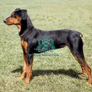 German Pinscher German Pinscher