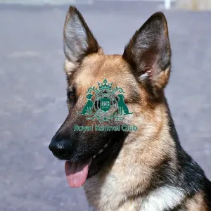 German Shepherd Dog German Shepherd Dog