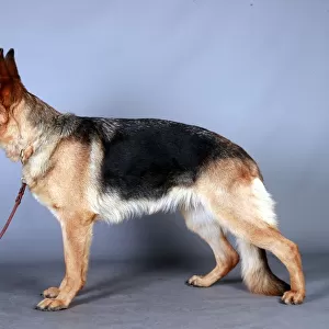 German Shepherd Dog (Alsation)