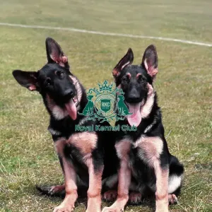 German Shepherd Dog Puppies German Shepherd Dog Puppies