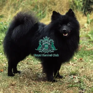 German Spitz (Mittel) German Spitz (Mittel)