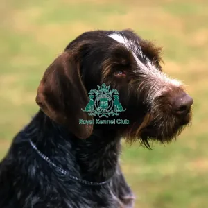 German Wirehaired Pointer