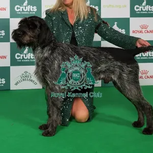 German Wirehaired Pointer BOB