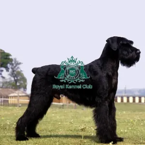 Giant Schnauzer Giant Schnauzer