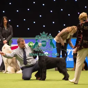 Giant Schnauzer