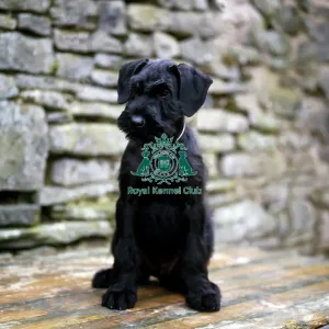 Giant Schnauzer Puppy Giant Schnauzer Puppy