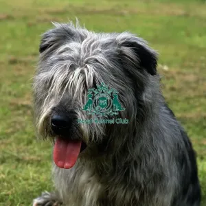 Glen Of Imaal Terrier Glen Of Imaal Terrier