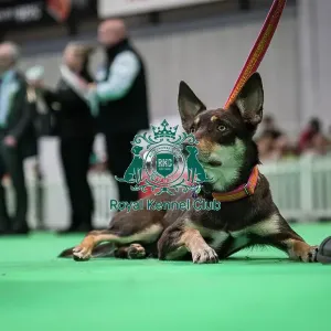 Good Citizen Bronze Award Display at Crufts on Friday 8th March 2024 Kennel Club Good Citizen ring