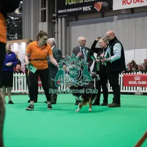 Good Citizen Bronze Award Display at Crufts on Friday 8th March 2024 Kennel Club Good Citizen ring