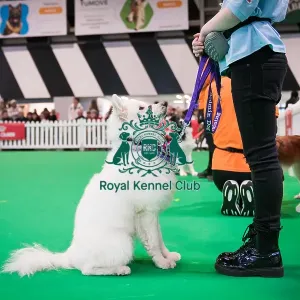 Good Citizen Bronze Award Display at Crufts on Friday 8th March 2024 Kennel Club Good Citizen ring