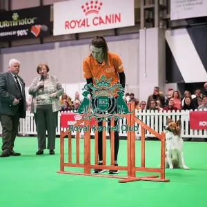 Good Citizen Bronze Award Display at Crufts on Friday 8th March 2024 Kennel Club Good Citizen ring