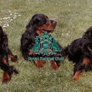 Gordon Setter