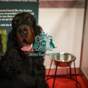 Gordon Setter Discover Dogs