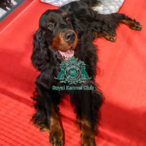 Gordon Setter Discover Dogs