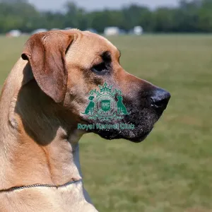 Great Dane Great Dane