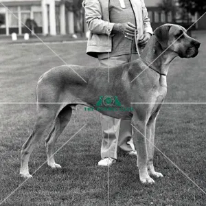 Great Dane