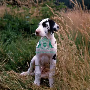 Great Dane Puppy Great Dane Puppy