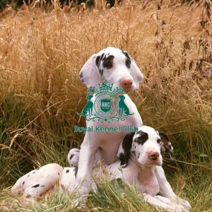 Great Dane puppy Great Dane puppy
