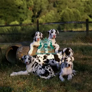 Great Danes Great Danes
