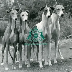 Greyhound Greyhound