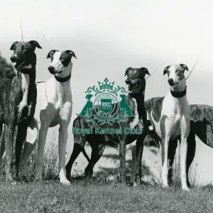 Greyhound Greyhound