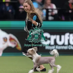 Griff, a Chinese Crested, a competing in the Junior Warrant Final today (05) Griff, a Chinese Crested, a competing in the Junior Warrant Final today (05)