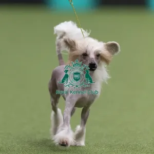 Griff, a Chinese Crested, a competing in the Junior Warrant Final today (05) Griff, a Chinese Crested, a competing in the Junior Warrant Final today (05)
