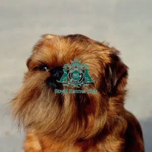 Griffon Bruxellois