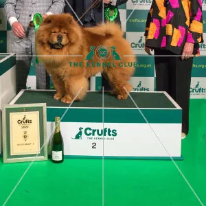 Group Winner 2nd place Utility CHOW CHOW