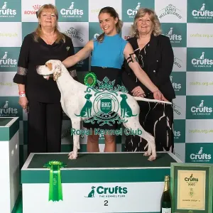 Gundog Group 2 Pointer