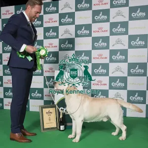 Gundog Group 3 Labrador