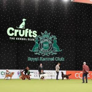 Gundog Group Judging Crufts 2022