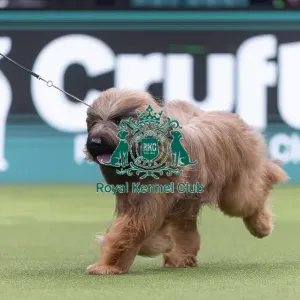 Harley, a Briard, competing in the Junior Warrant Final today (05) Harley, a Briard, competing in the Junior Warrant Final today (05)