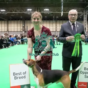 Harrier - Best of Breed, Crufts 2026<br> Harrier - Best of Breed, Crufts 2026