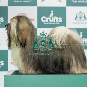 Havanese Best of Breed Crufts 2026 Bailemos Miss Curvaceous (IKC) (Mrs O & Mr D Carty-Parge & Parge)