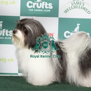 Havanese BOB